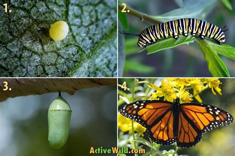 The Lifecycle of Butterflies: From Egg to Imago (4 Stages).